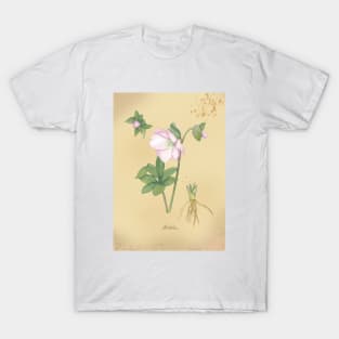 Hellebore, watercolor painting T-Shirt